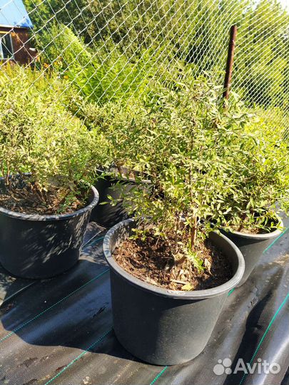 Ива шаровидная