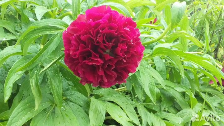 Саженцы пионов (разные сорта)