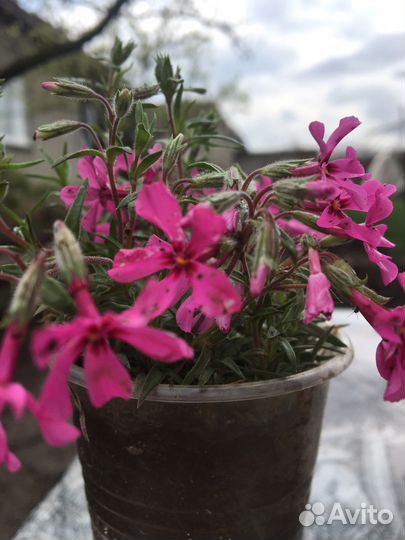 Многолетние садовые цветы