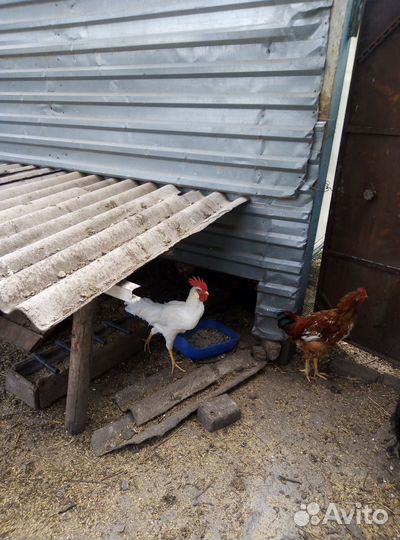 Молодые петух