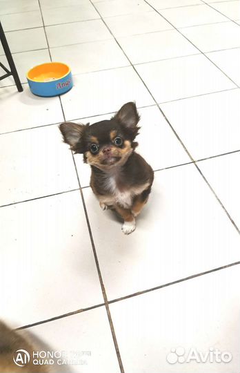 Милашка чихуашка