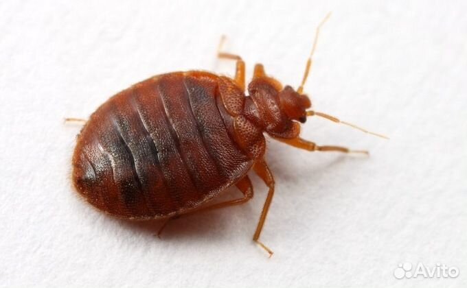 Уничтожение клопов, тараканов, муравьев