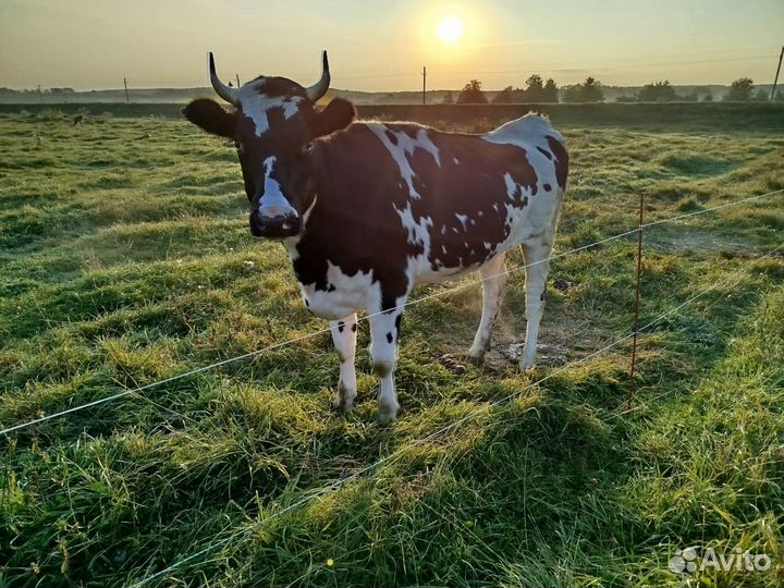 Продается телка