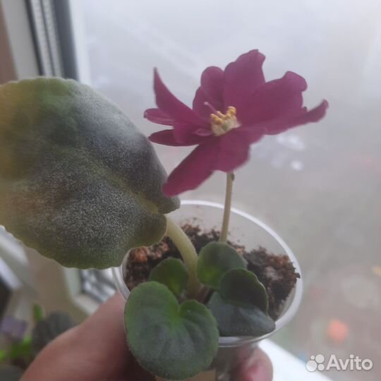 Фиалка Вега