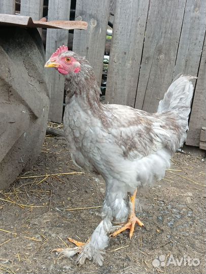 Молодые петухи