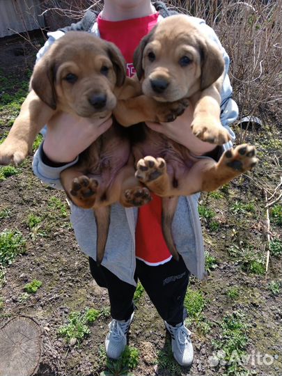 Щенки гончие