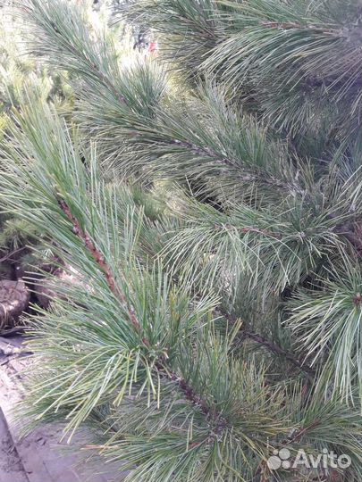 Кедр сибирский