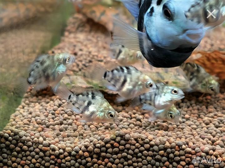 Мальки сапфирового попугая,голубая панда 4 месяца