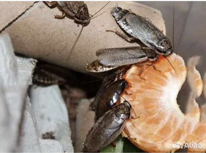 Кормовые насекомые