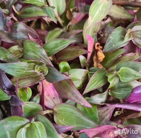 Традесканция срез 3 черенка с этих фото