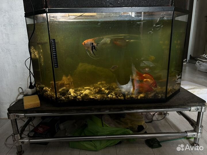 Аквариум с оборудованием и рыбами
