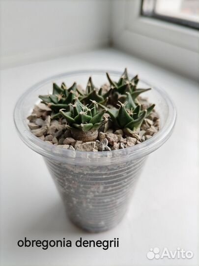 Продам кактусы