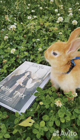 Кролик для фотосессии