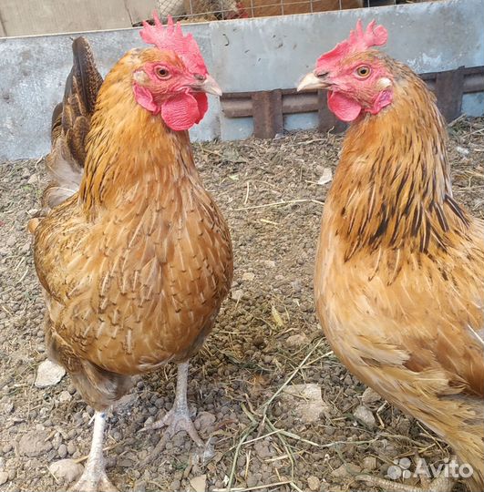 Яйцо на инкубацию