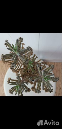 Суккуленты