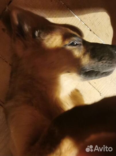 Немецкая овчарка, волкособ