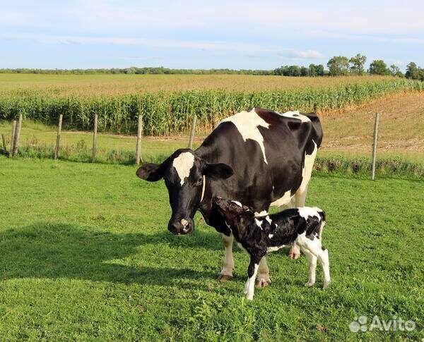 Коровы, бычки, телята