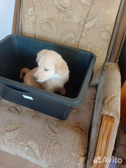 Щенок порода спаниель