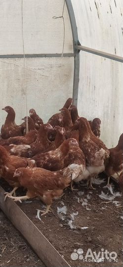 Куры несушки продам