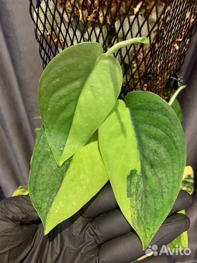 Сциндапсус жаде сатин вариегатный