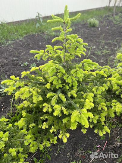 Пихта кавказкая Нордмана