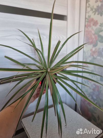 Драцена маргината биколор