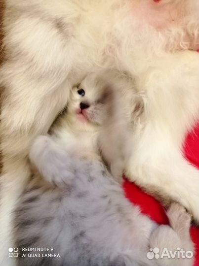 Котята персы