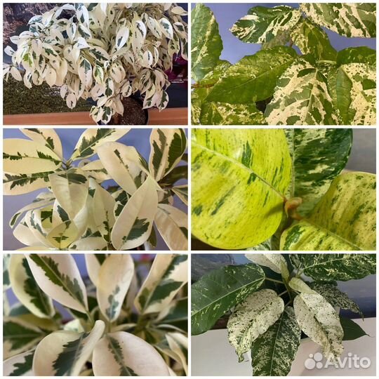 Фикусы сортовые