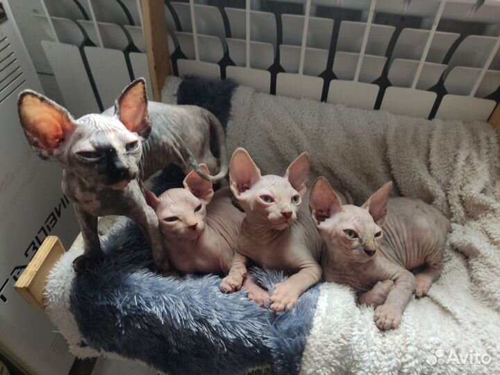 Канадский сфинкс