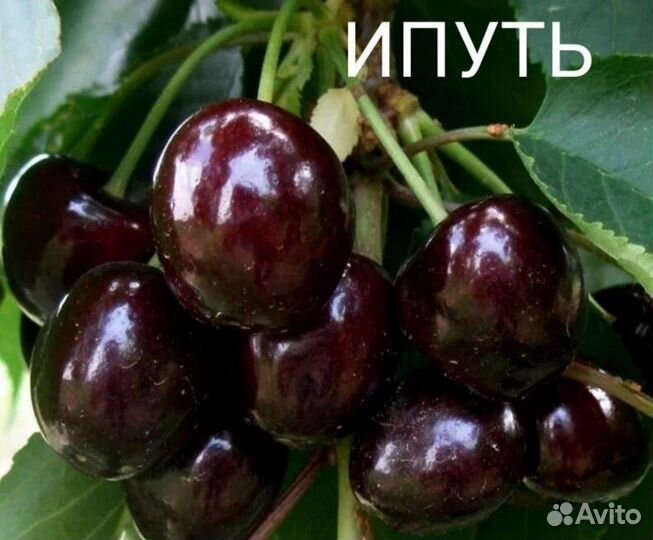 Саженцы плодовых деревьев черешня, абрикос, персик