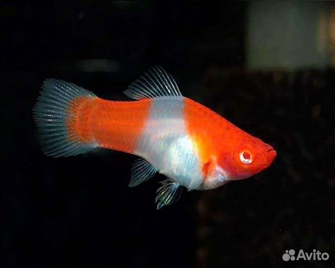 Аквариумные рыбки