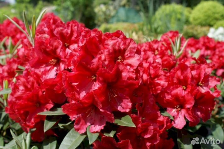 Рододендроны Ред Джек