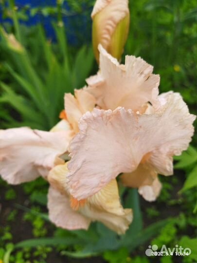 Цветы ирисы