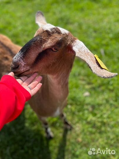 Козье молоко