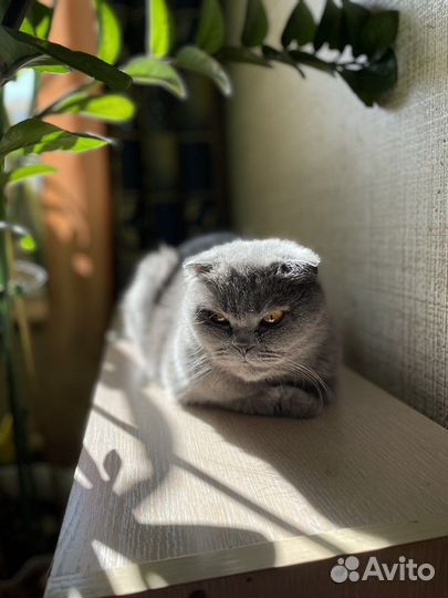 Шотландская кошка