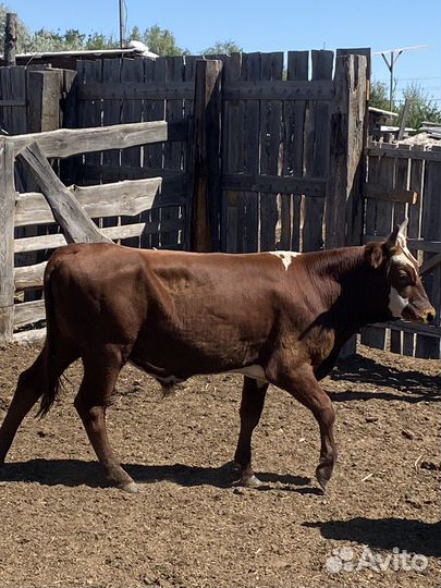 Телята бычки