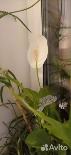 Спатифиллум