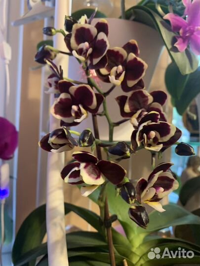 Орхидея Brown sugar, сортовик