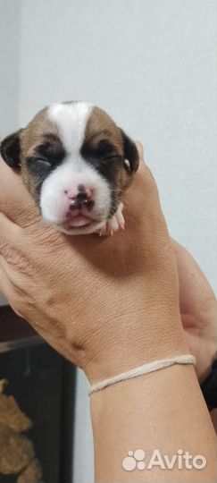 Джек рассол Терьер