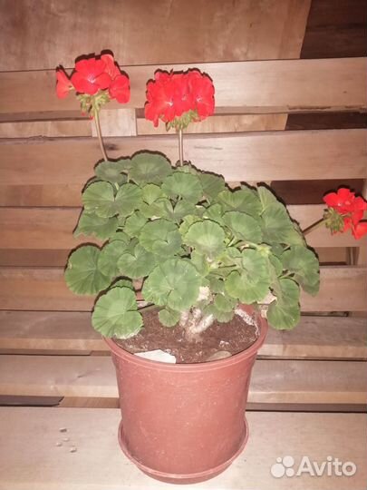 Пеларгония Рафаэлло алая