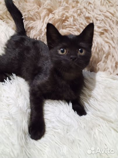 Кошечка Василиса