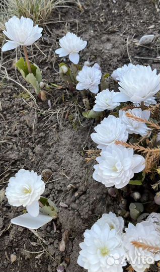 Сангвинария махровая бронь на осень