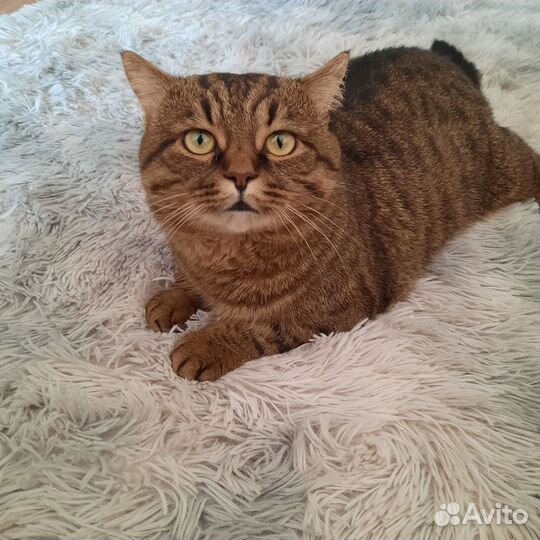 Отдаю котика в добрые руки