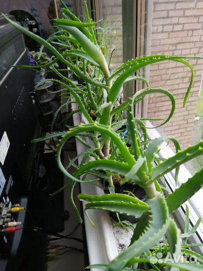 Алоэ лечебный