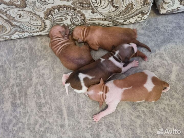 Вязка. Американский голый терьер