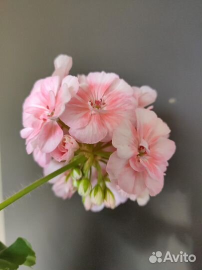 Пеларгония, герань сортовая PAC Salmon Princess