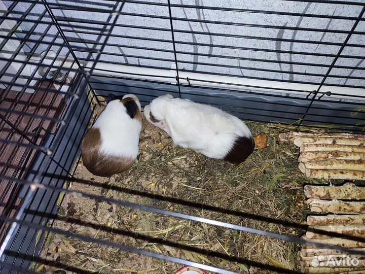 Морская свинка