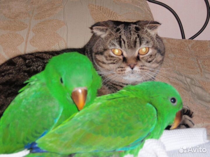 Попугаи