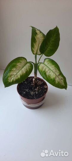 Диффенбахия