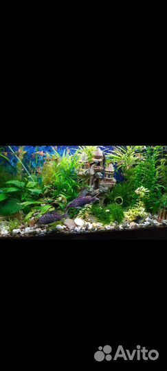 Сомы крупные